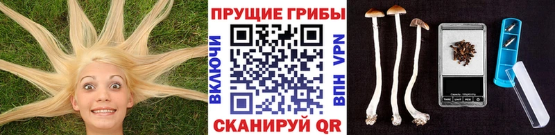 Псилоцибиновые грибы Psilocybe Моршанск